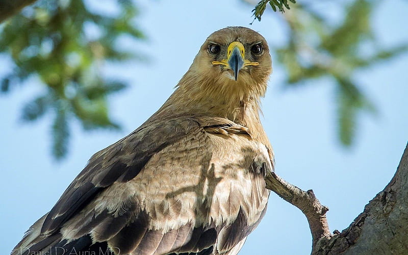 eagle bird branch feathers predator-Animal, HD wallpaper