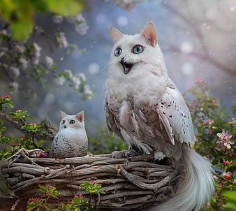 HD catowl wallpapers | Peakpx