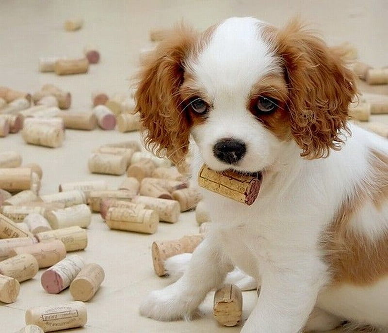 LITTLE CORKER, cute, corks, collection, puppy, HD wallpaper
