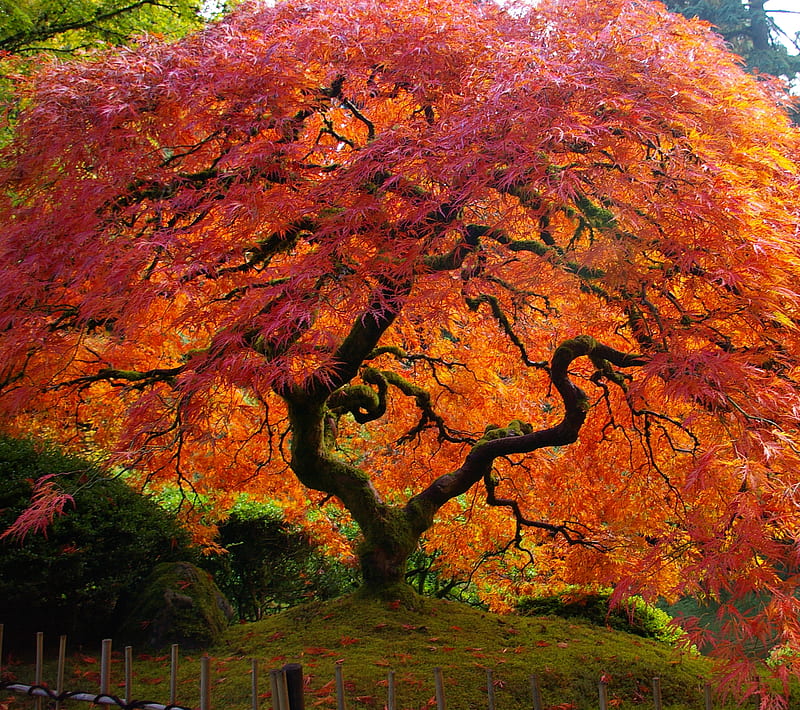 Japanese Maple 11, beauty, gorgeous, japanese maple, nature, trees, HD wallpaper