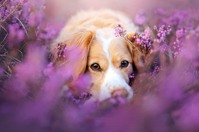 Cute Dog In Flowers, dog, animals, flowers, HD wallpaper