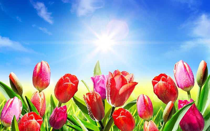 Spring Tulips, sun, grass, sunlight, drops, clouds, sky, sunrays, rays ...