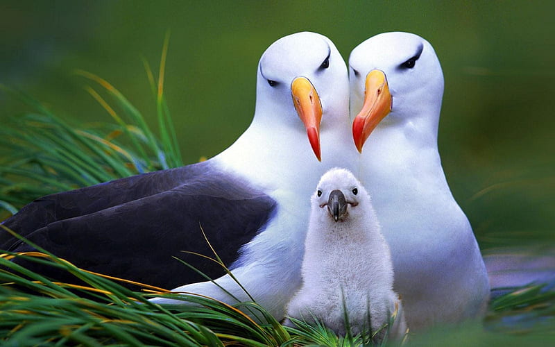 Albatross Seabirds-Animal World, HD wallpaper