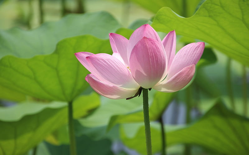 Lotus, flower, leaves, pink, HD wallpaper | Peakpx