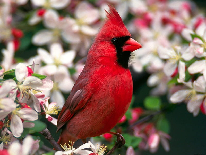 cardinal northern-Birds graphy, HD wallpaper