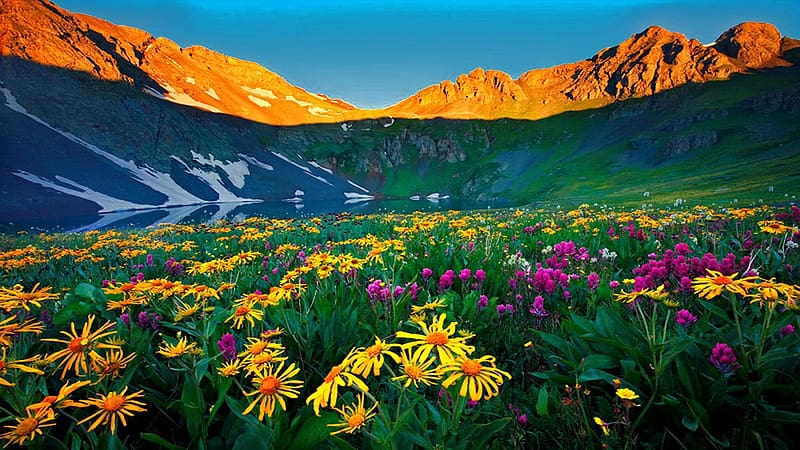 Wildflowers in the Rockies, Colorado, rocks, mountains, blossoms, landscape, meadow, usa, HD wallpaper