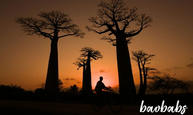 Baobabs, Man, Africa, Trees, HD wallpaper