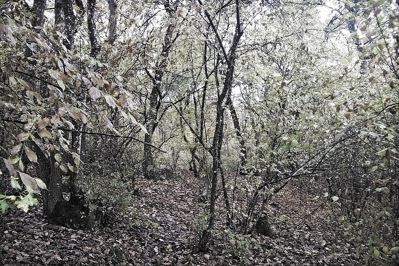 Last days of the Fall, autumn, kakheti, caucasus, telavi, fog, georgia, HD wallpaper