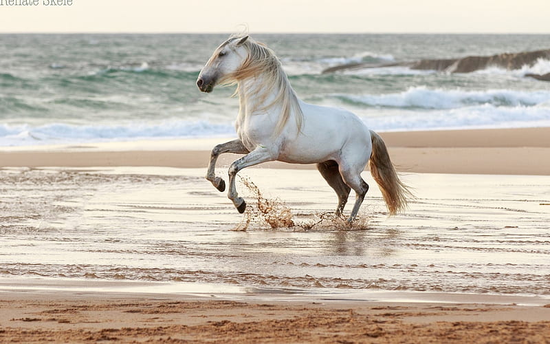 white horse, coast, sea, beach, sunset, evening horse, HD wallpaper