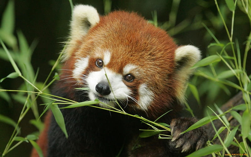 red panda bamboo