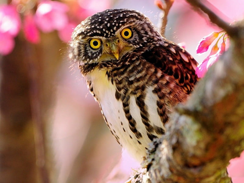 *** Beautiful Owl ***, piekna, zwierzeta, sowa, ptaki, HD wallpaper