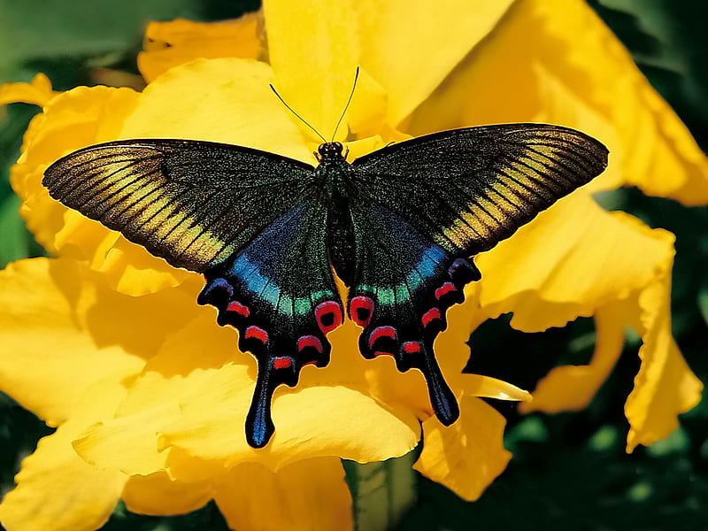 Irradescent beauty, butterfly, swallowtail, flower, yellow, colors