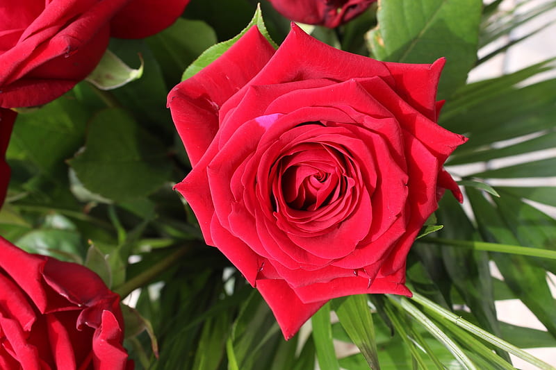 Rose Blooms, red, bloom, bouquet, rose, open rose, flowers, close, nature, HD wallpaper