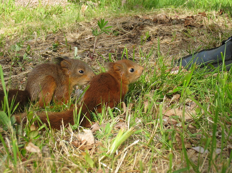 Baby Squirrels, grass, squrriels, summer, garden, shoe, animals, HD wallpaper