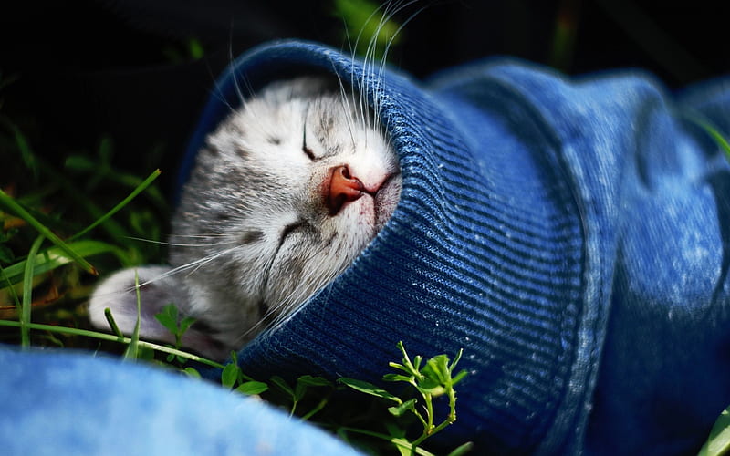 small kitten, sleeping cat, sleeve, green grass, pets, HD wallpaper