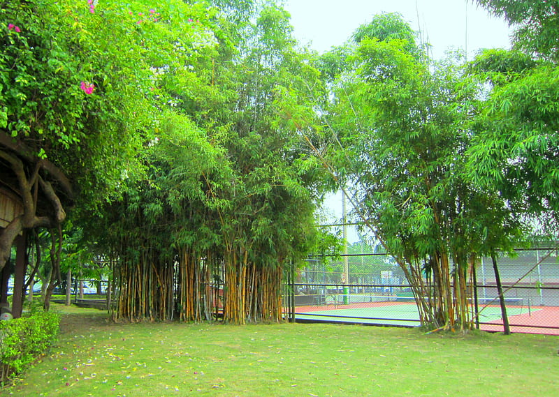 Bamboo Park, grass, park, sports court, arbor, bamboo, HD wallpaper