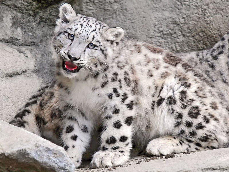 Little snow cub, spotted, cub, black, white, snow leopard, HD wallpaper