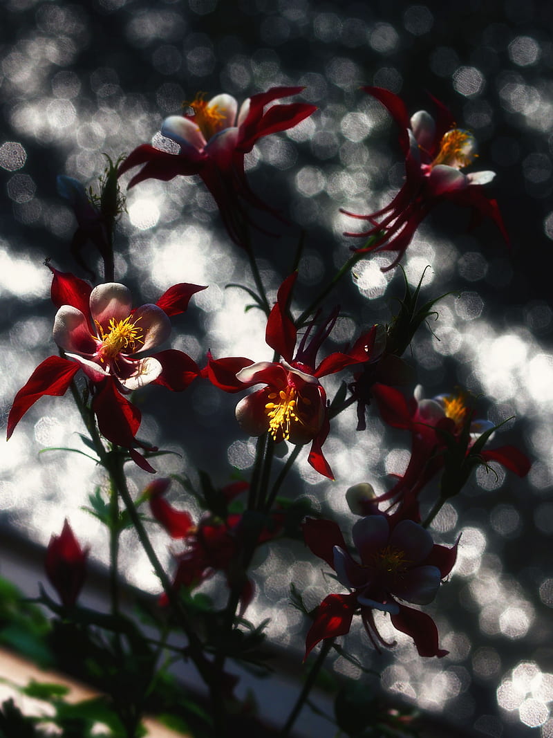 flowers, glare, bokeh, macro, blur, HD phone wallpaper