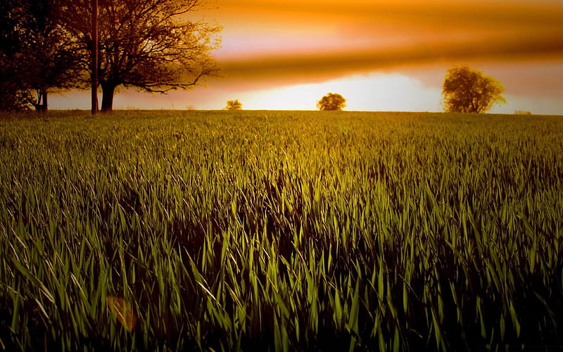 wheat field at sunset-beautiful nature landscape, HD wallpaper