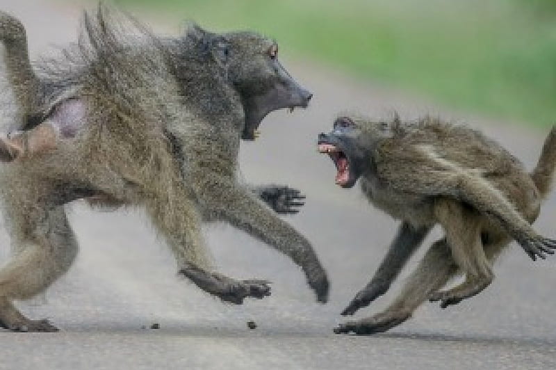 Aggressive baboons, monkey, primate, aggressive, baboon, wild life, baboons, HD wallpaper