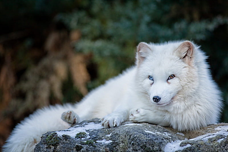 *** White Fox ***, lis, dzikie, bialy, zwierze, HD wallpaper