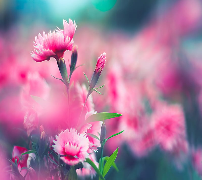 Pink flowers, flower, nature, new, HD wallpaper | Peakpx