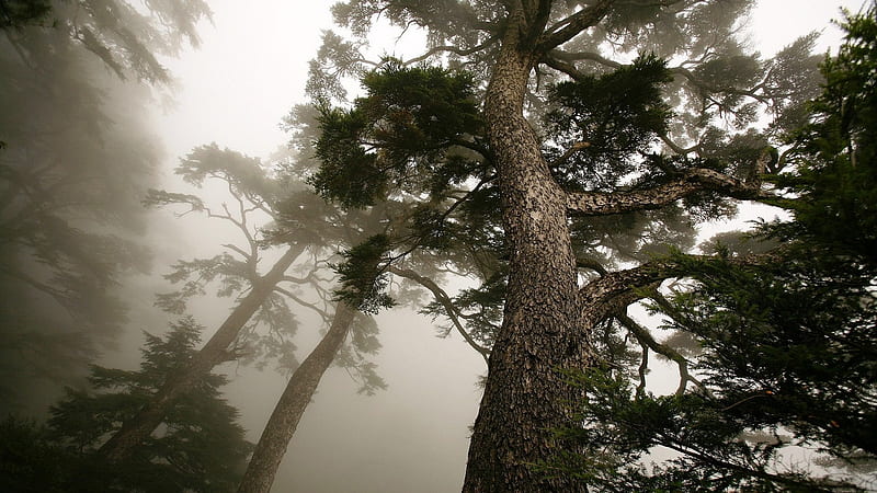 trees in the mist, gris, tall trees, up shot, mist, HD wallpaper trees in the mist, gris, tall trees, up shot, mist, HD wallpaper