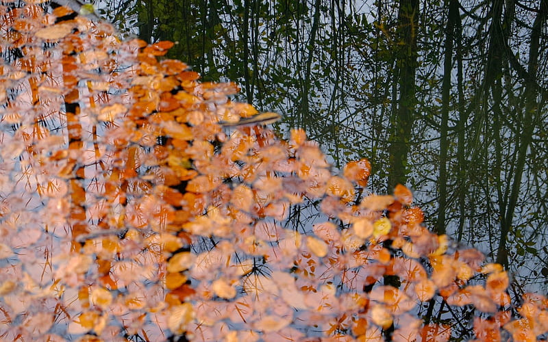 water, leaves, autumn, reflection, HD wallpaper