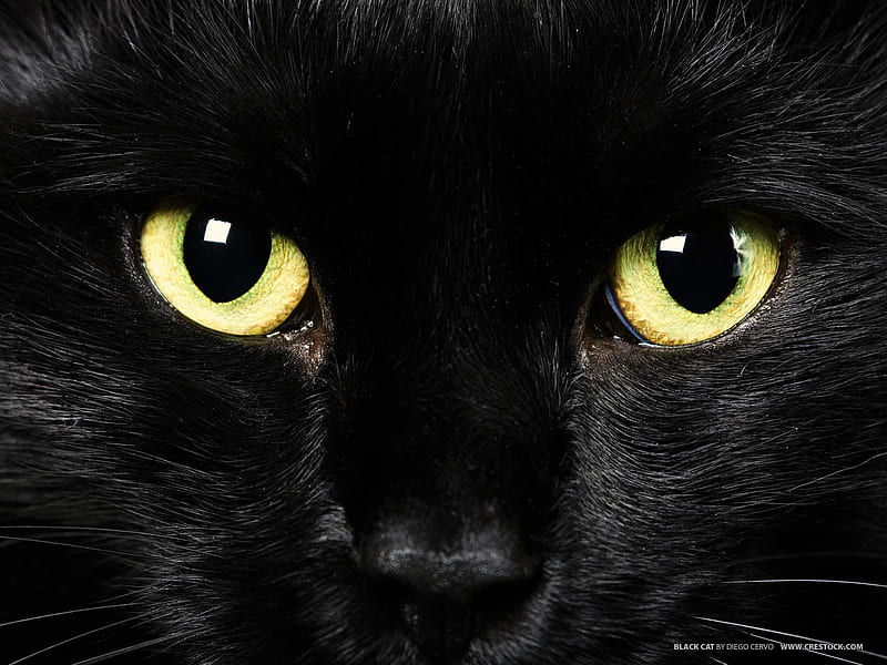 Black Cat with Green Eyes. Black Cat. Cat with blue eyes, Cat pics, Cat  dark, HD wallpaper | Peakpx
