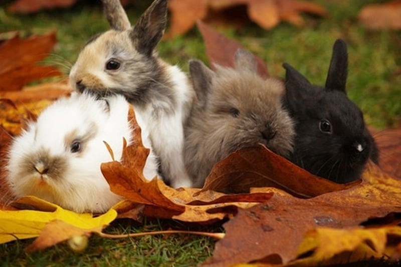 ღ, rabbit, autumn, leaves, animal, HD wallpaper