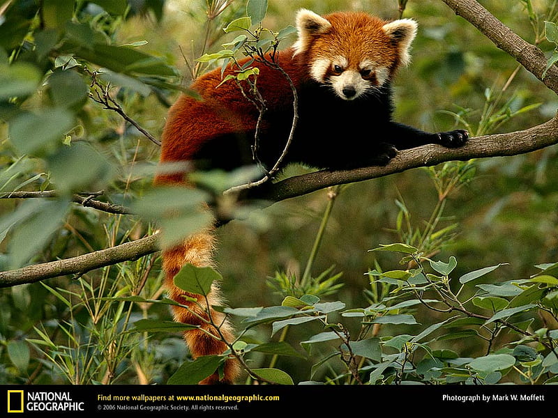 Red Panda in the Trees, endangered, cute, red, red pandas, animals, pandas, HD wallpaper