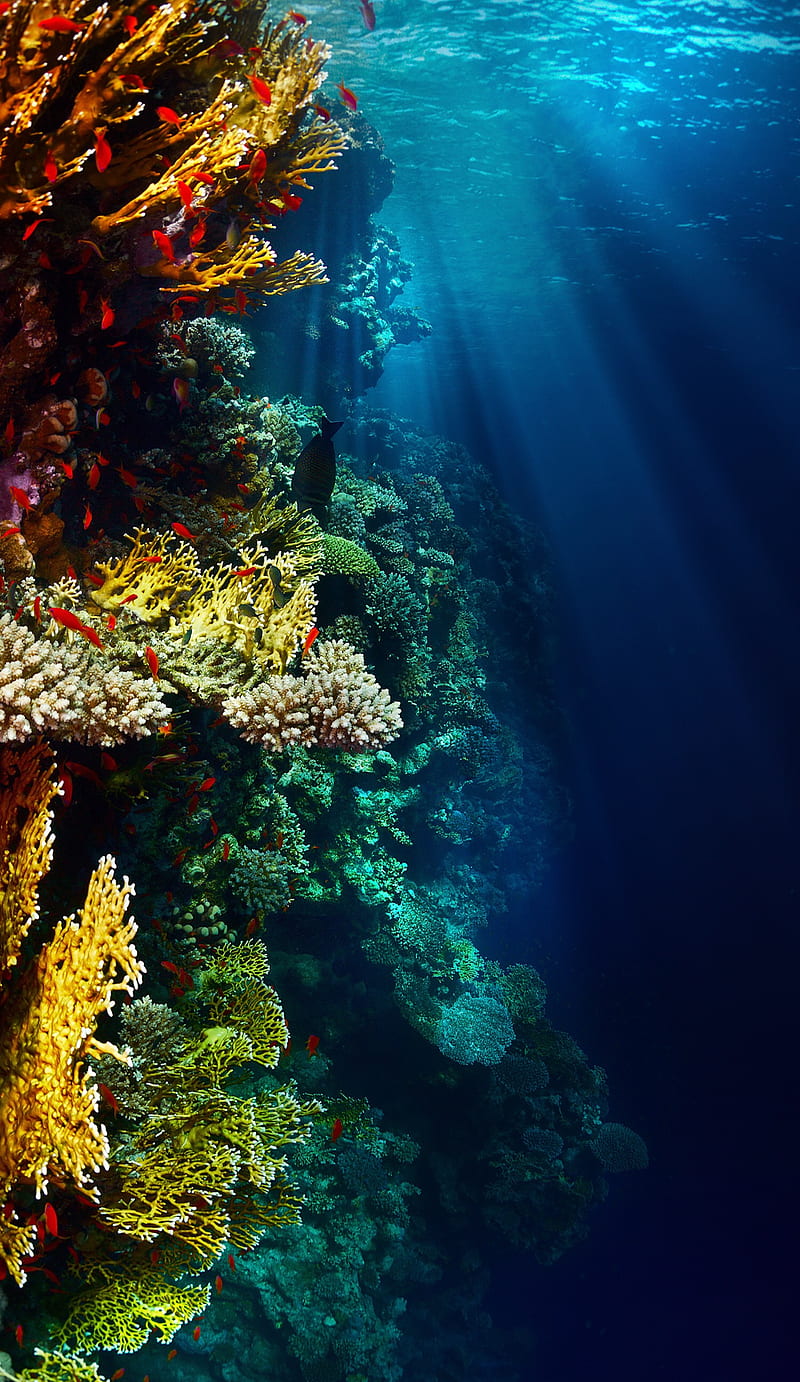 Under, coral, ocean, sea, water, HD phone wallpaper