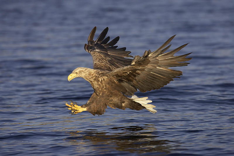 White-Tailed Sea Eagle, Birds of Prey, Eagles, Sea Eagle, White Tailed Sea Eagle, Bird Species, HD wallpaper