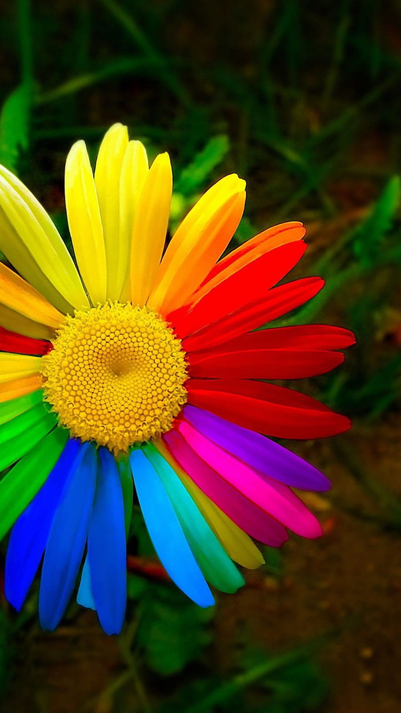 Flower, flowers, rainbow, rainbows, themes, white, HD phone wallpaper |  Peakpx