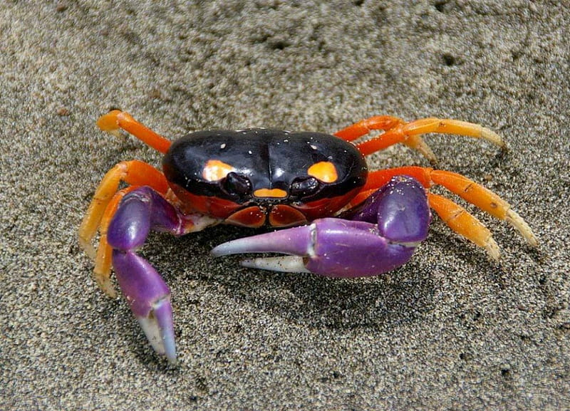 Spider crab, red, cancer, orange, eye, black, zodiac, animal, cute, beach, sand, water, purple, summer, violet, pink, HD wallpaper