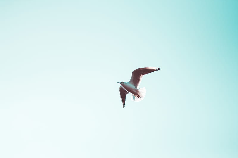 white seagull under blue sky, HD wallpaper