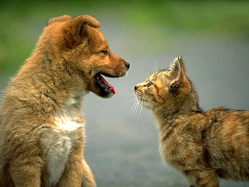 Friends speaking, mpuppy, friend, cat, kitten, dog, animal, HD wallpaper