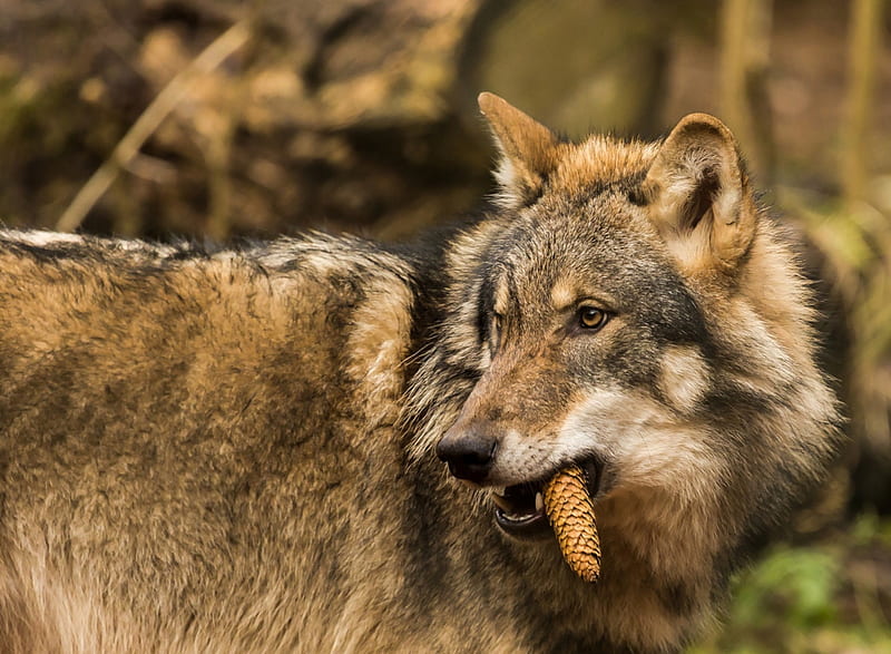 Wolf, lup, pine cone, dog, animal, HD wallpaper | Peakpx