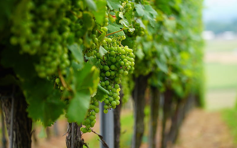 green grapes, macro, fruit, white grapes, vineyard, HD wallpaper