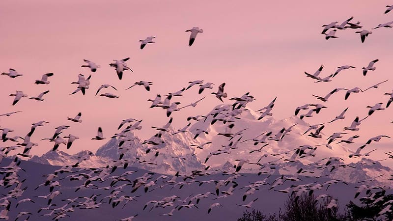 Winter, Birds, Snow, Bird, Animal, Washington, Geese Migration, Skagit Mountains, HD wallpaper