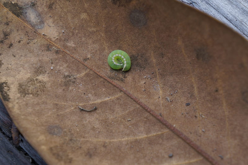 Caterpillar, green, grass, sheet, wood, leaf, HD wallpaper