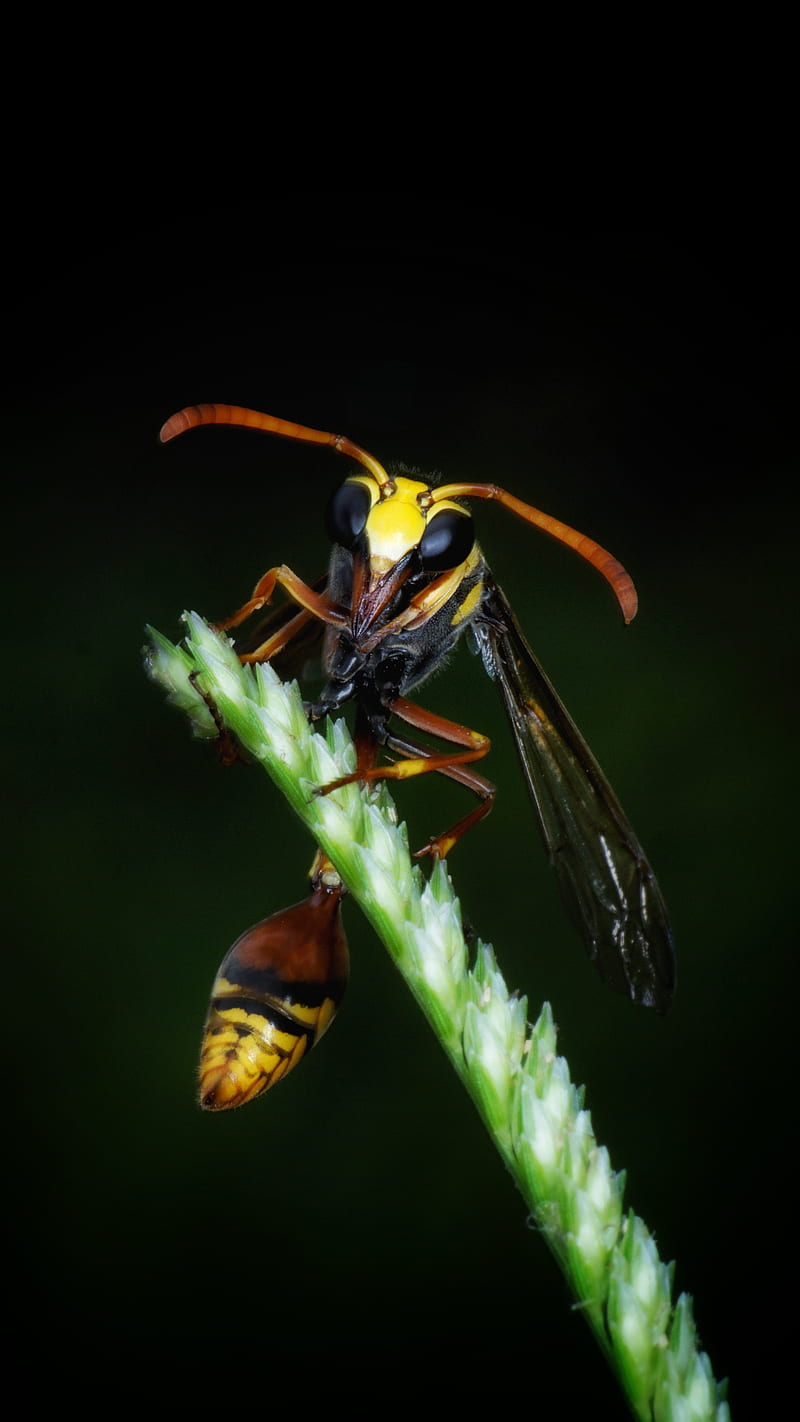 yellow jacket, bee, hornet, macro, stink, wasp, yellow, HD phone wallpaper