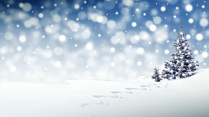 The Perfect Tree, snow, winter, forest, Christmas, tree, holiday, fun, HD wallpaper