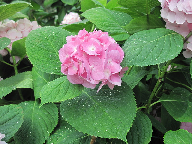 La maravilla de las flores 15, grafía, rosa, verde, hortensia, jardín,  flores, Fondo de pantalla HD | Peakpx