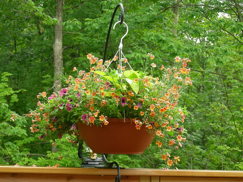 Hanging Garden, summer, flowers, planter, green, HD wallpaper