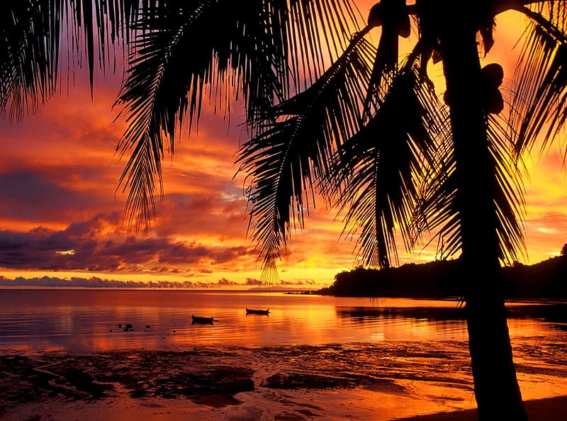 Tropical sunset, red, shore, orange, fiery, bonito, sunset, sea, palm trees, beach, sundown, sunrise, reflection, tropics, ocean, palms, water, island, nature, tropical, palm tree, HD wallpaper