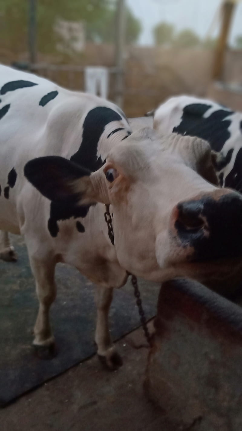 29,176 Holstein Cow Images, Stock Photos & Vectors | Shutterstock