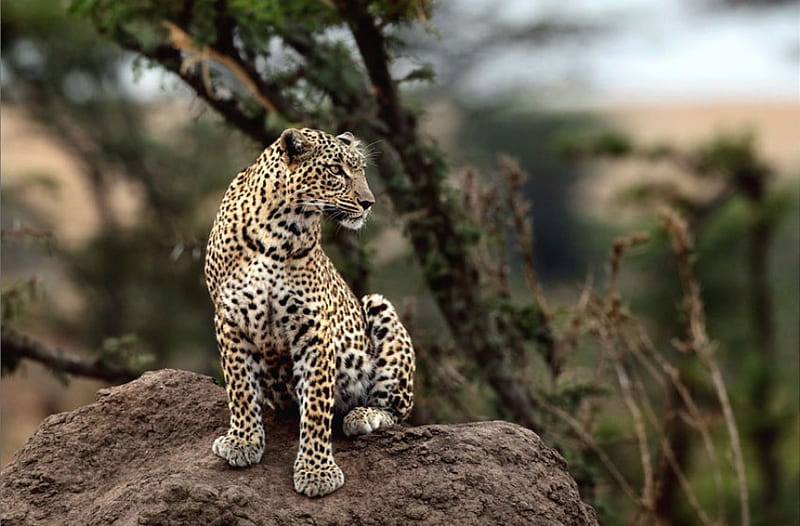 SITTING LEOPARD, leopard, pattern, feline, wild, wildlife, bonito, big cats, HD wallpaper