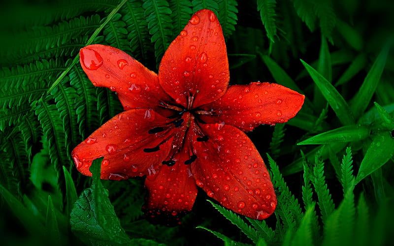 Lirio rojo, rojo, lirios rojos, flores rojas, flores, lirios, naturaleza,  Fondo de pantalla HD | Peakpx