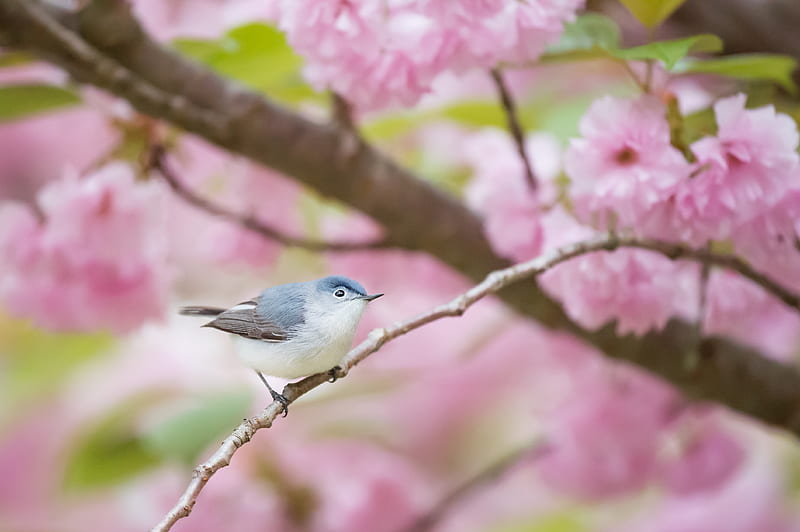 gray and white bird perching on branch, HD wallpaper